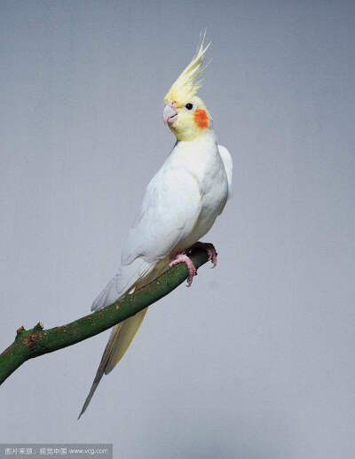 白色玄凤鹦鹉