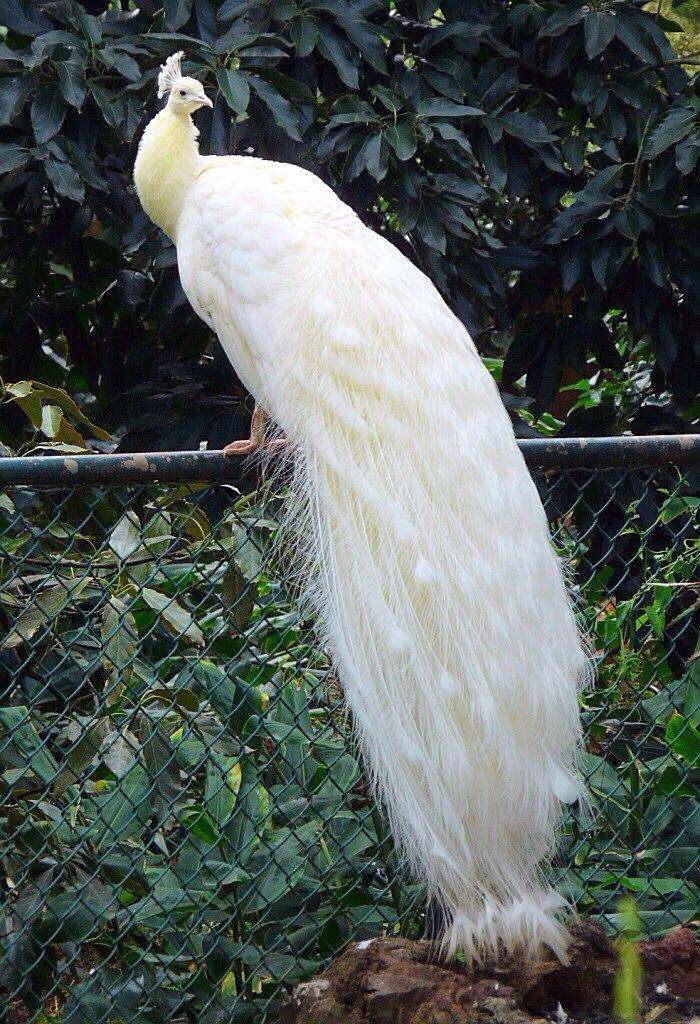 白孔雀 