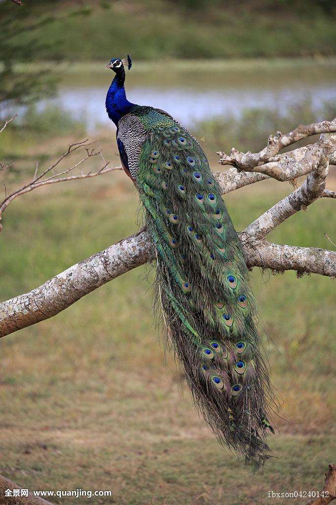 蓝孔雀(学名:pavo cristatus)雄鸟具直立的枕冠,羽色华丽,尾上覆羽