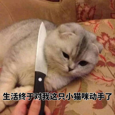 表情包【生活终于对我这只小猫咪动手了】