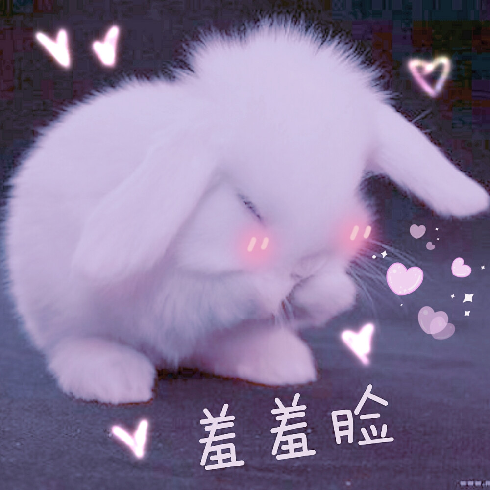 兔子表情包