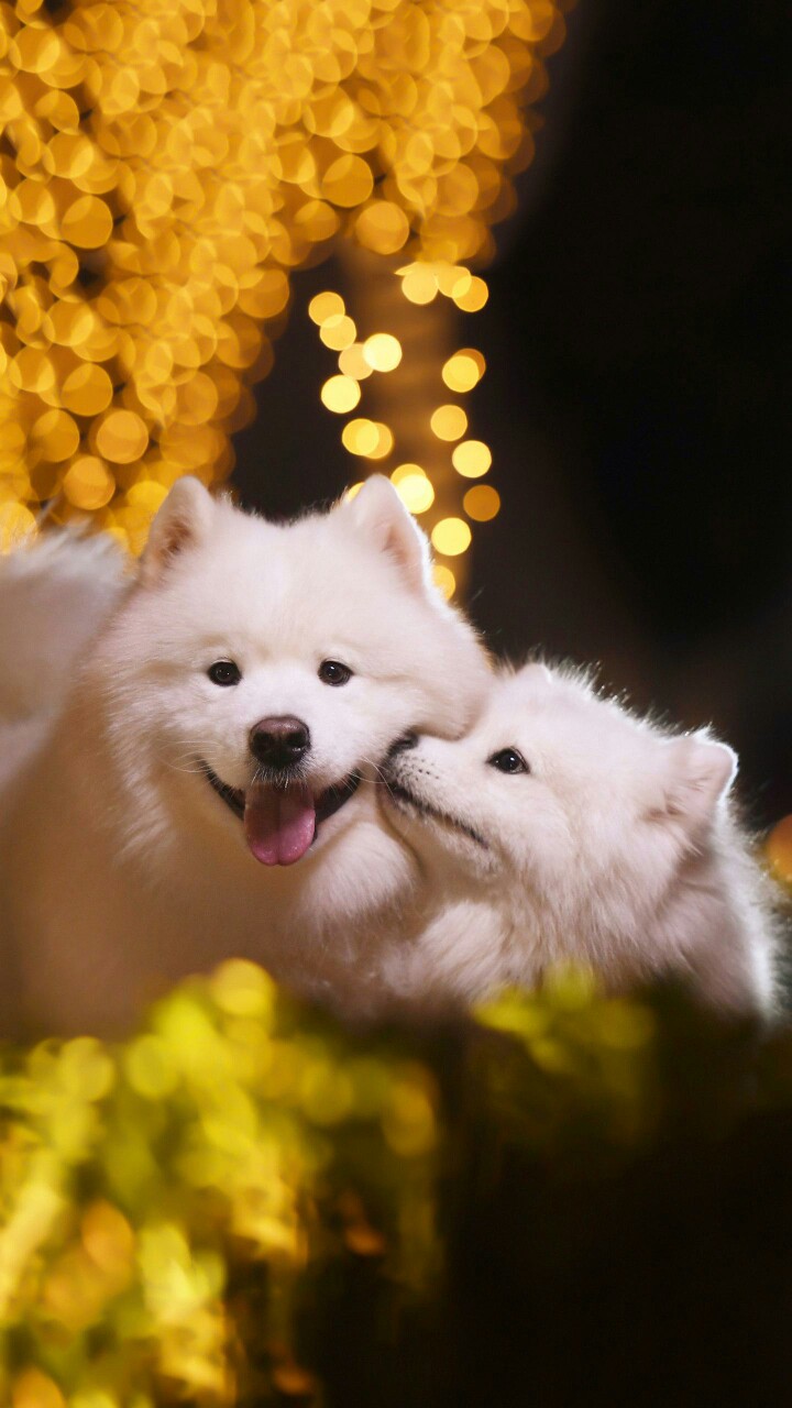 动物