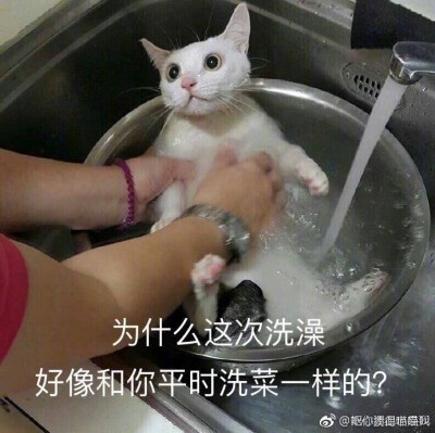 猫表情包 为什么这次洗澡好像和你平时洗菜一样的