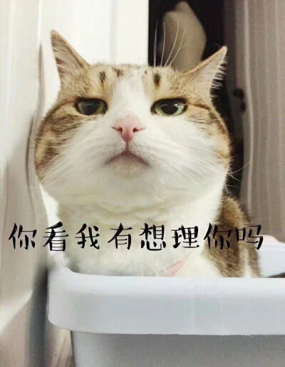 你看我有想理你么