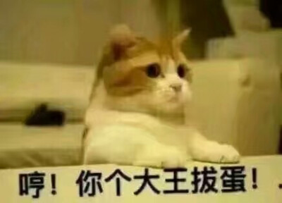 猫咪探头表情包
