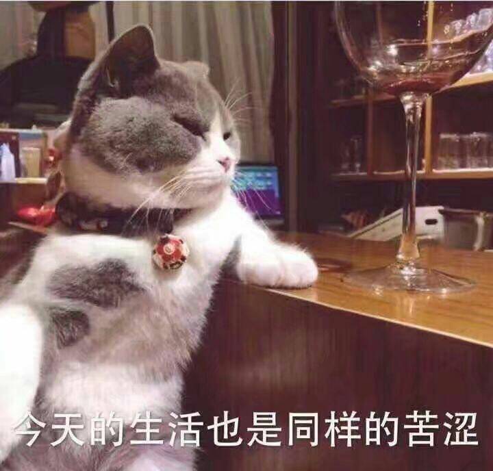 猫咪狗狗老鼠鸭子表情包可爱蠢萌套路小表情大表情打电话表情包小猪