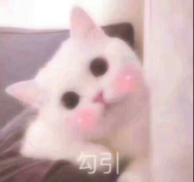 猫咪狗狗老鼠鸭子表情包可爱蠢萌套路小表情大表情打电话表情包小猪