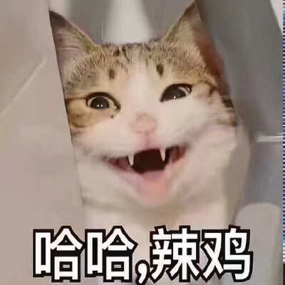 脸红熊猫表情包