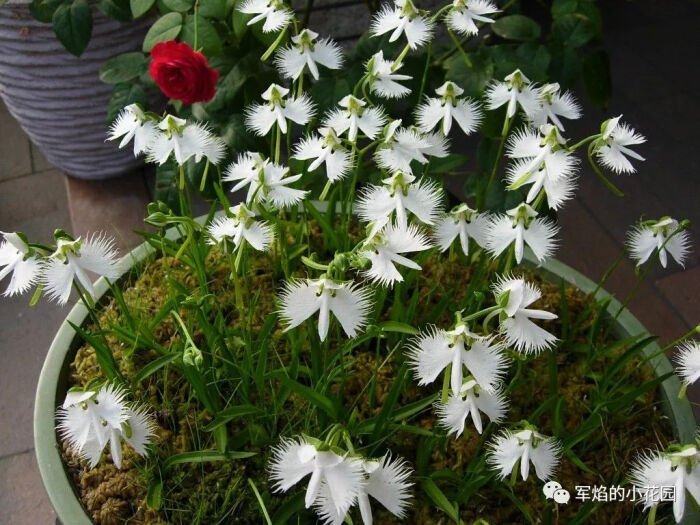 夢でもあなたを想う 鹭草 球根植物 堆糖 美图壁纸兴趣社区