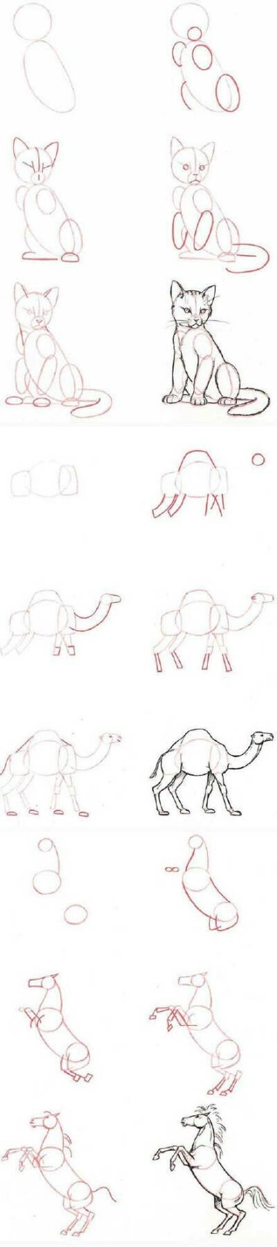 动物绘画教程
