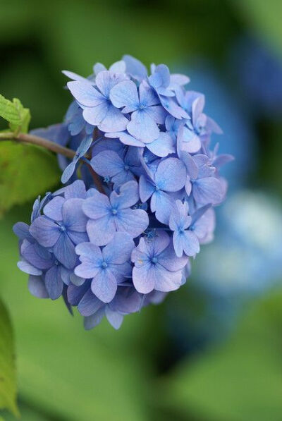 收集   点赞  评论  华为锁屏 装饰 花朵 紫蓝色 丁香花 0 46 星科