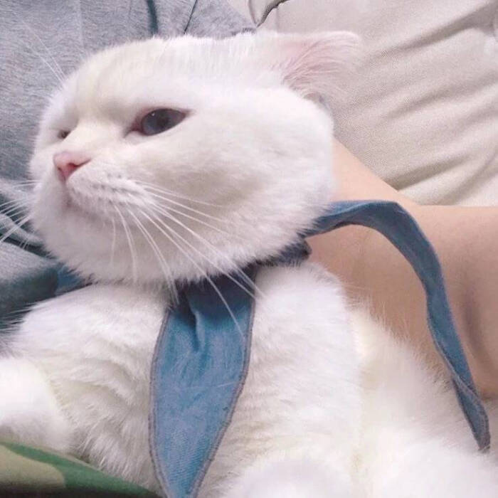 宠物头像