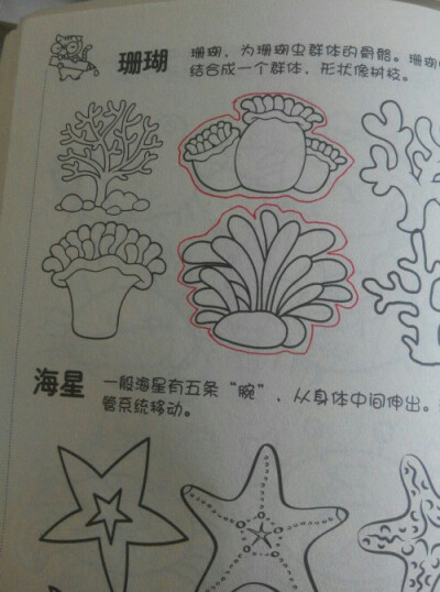 简笔画 珊瑚