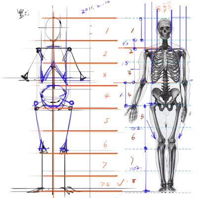 绘画参考 人体解剖,骨骼结构