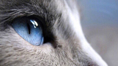 发布到  猫猫 图片评论 0条  收集   点赞  评论  高冷女神范 猫咪