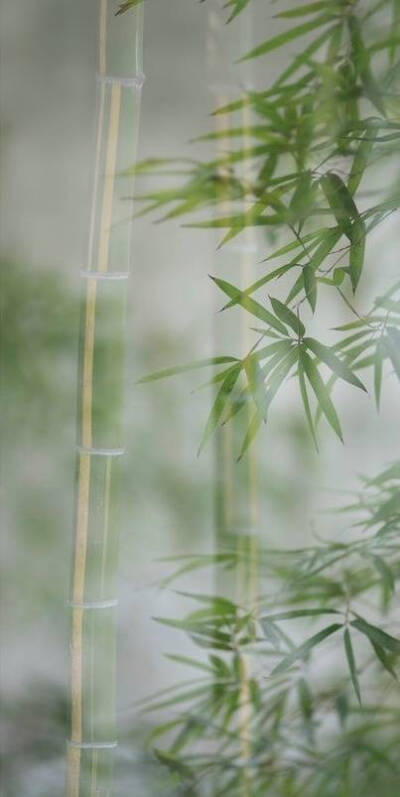 竹叶裙 - 堆糖,美图壁纸兴趣社区