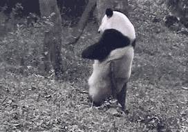 小动物们