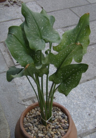 马蹄莲线描