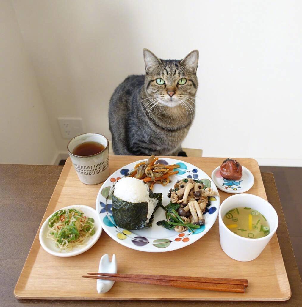 博主kamakura 记录的餐桌日常,话说现在没有猫是不是都不好意思当美食