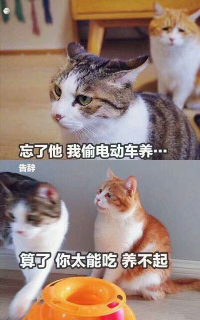 搞怪表情包 萌宠 猫咪 可爱