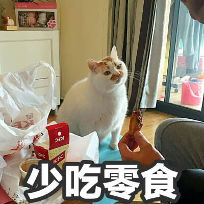 萌萌的小猫表情包,楼楼 /bobi酱 /萌萌 /瓜皮/ 仲二楼 /美锅 /咖喱