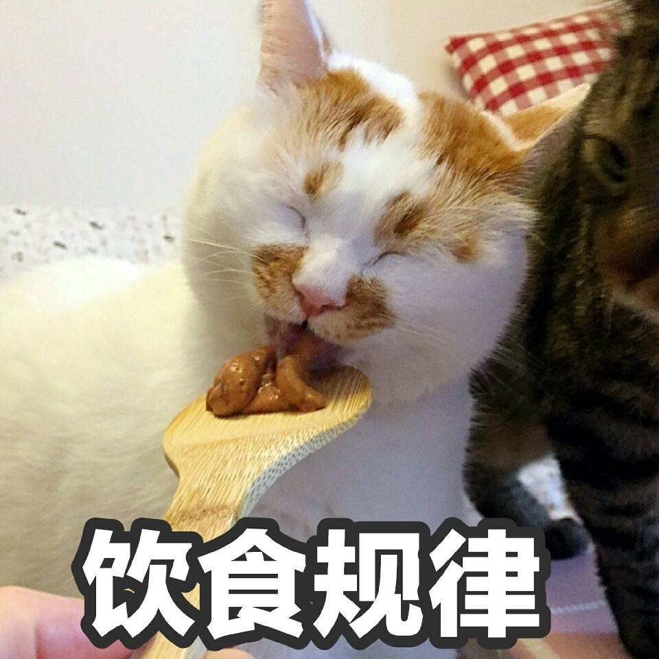 萌萌的小猫表情包,楼楼 /bobi酱 /萌萌 /瓜皮/ 仲二楼 /美锅 /咖喱