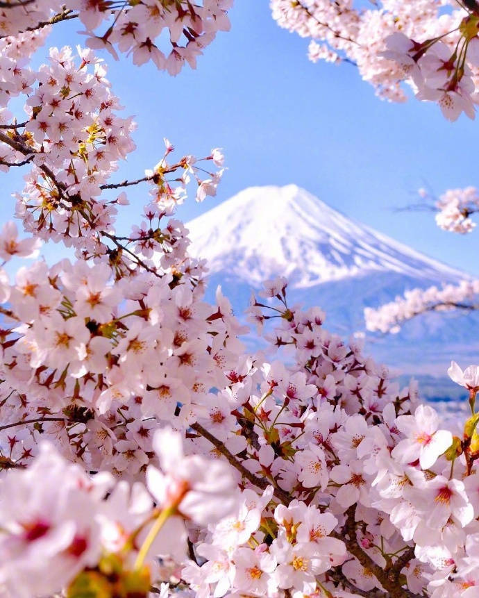 日本 富士山 樱花 - 堆糖,美图壁纸兴趣社区