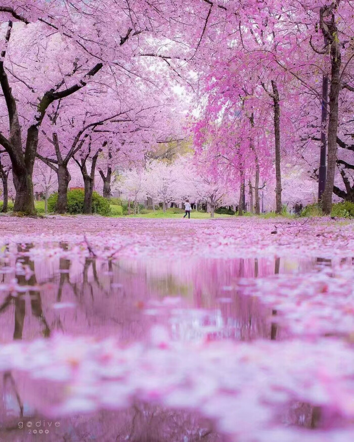 樱花 倒影 背景 - 堆糖,美图壁纸兴趣社区