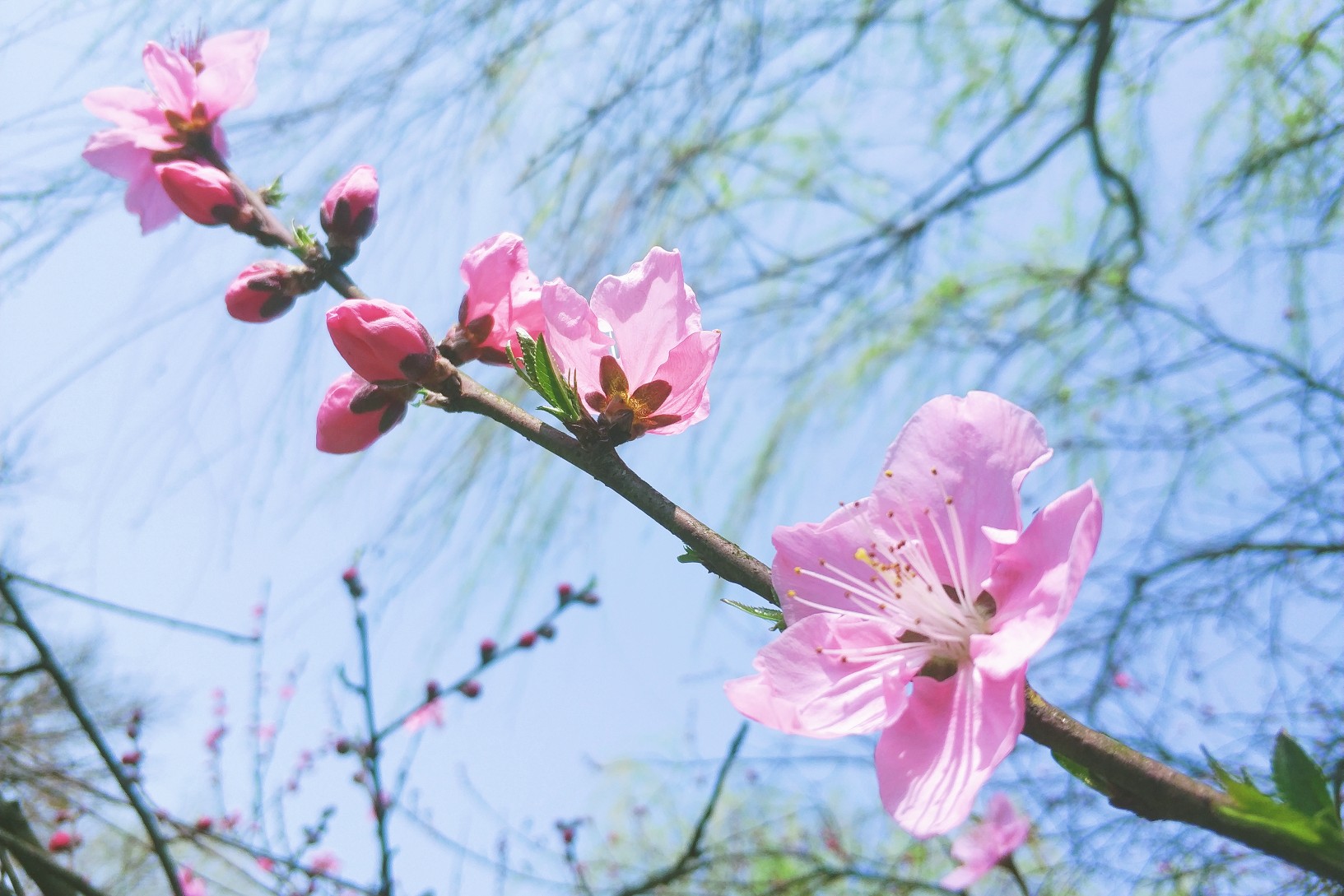 桃花