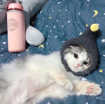 晚安猫 带帽子 可爱