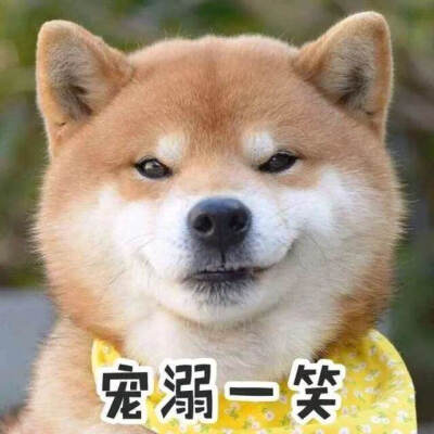 柴犬沙雕