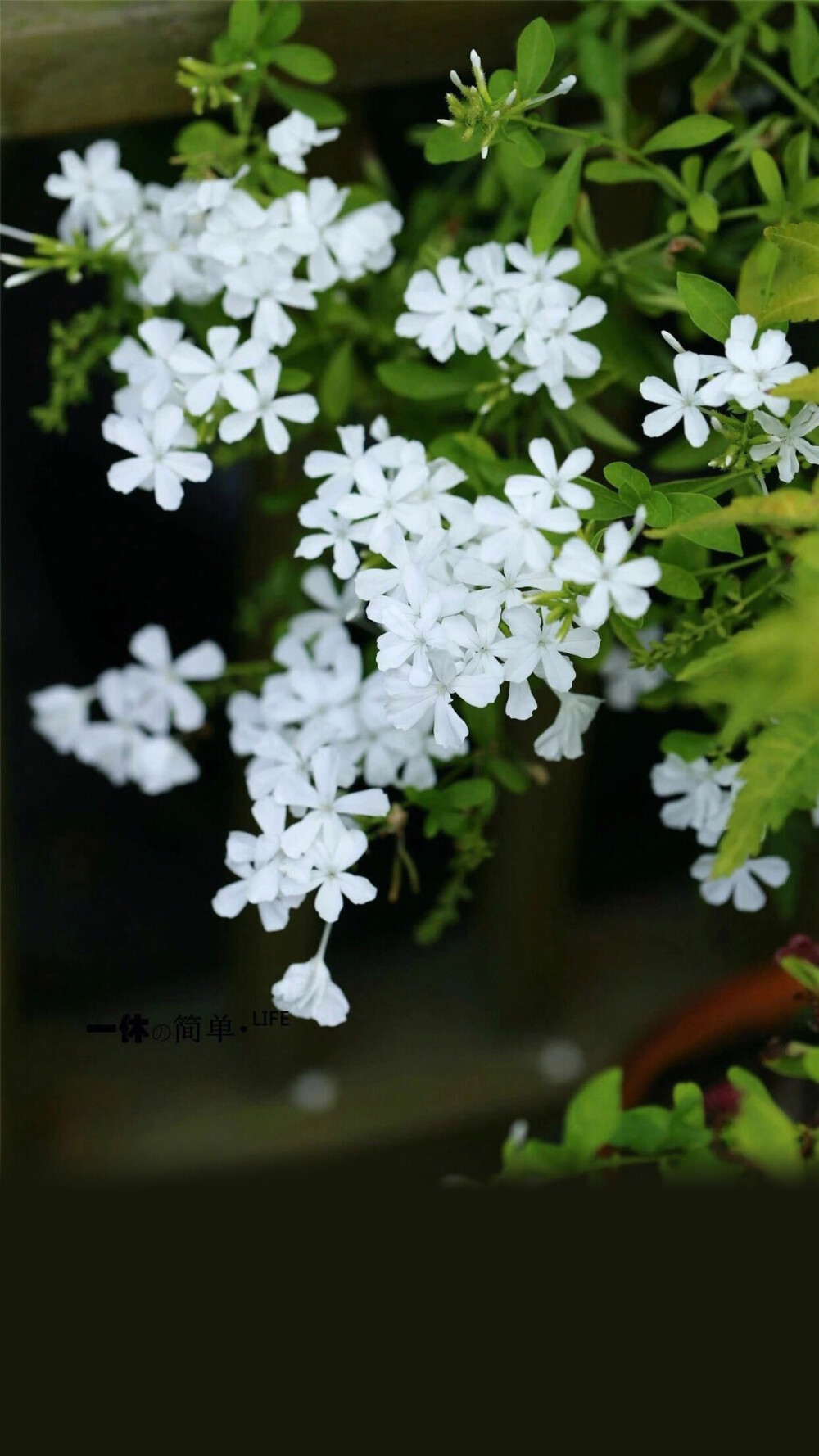 【花卉】【绿植】【护眼】【壁纸】【高清】【摄影】【清新】