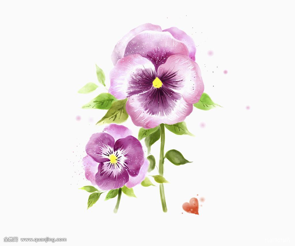 紫色三色堇花。手绘水彩插图插画图片素材_ID:428787241-Veer图库