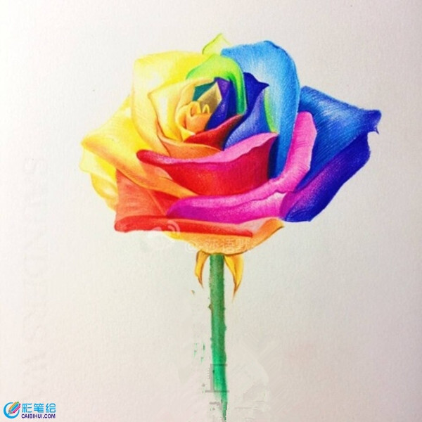 彩铅玫瑰手绘图片详解教程 素描彩腔画画