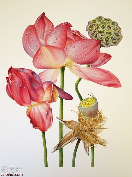 彩色铅笔画荷花莲藕过程- 素描彩铅画画水