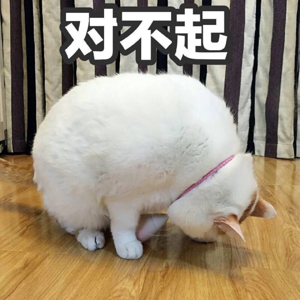 猫表情包 对不起