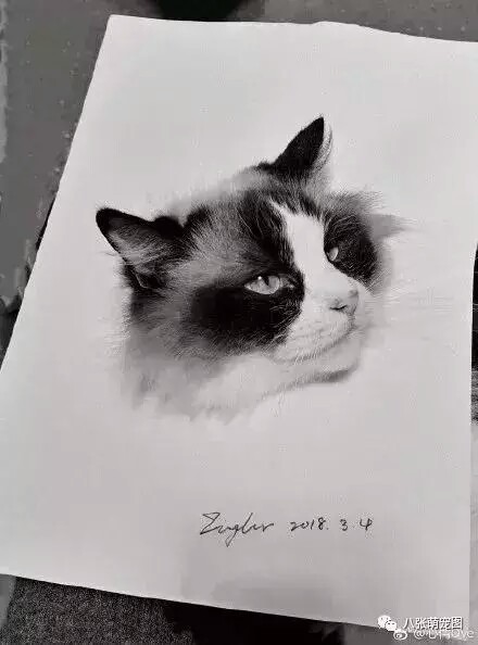 素描动物猫