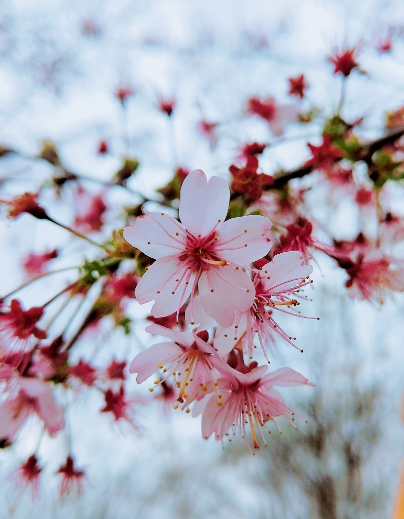 sakura