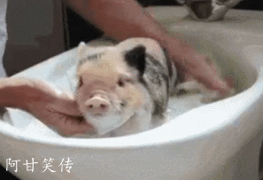 猪洗澡的照片