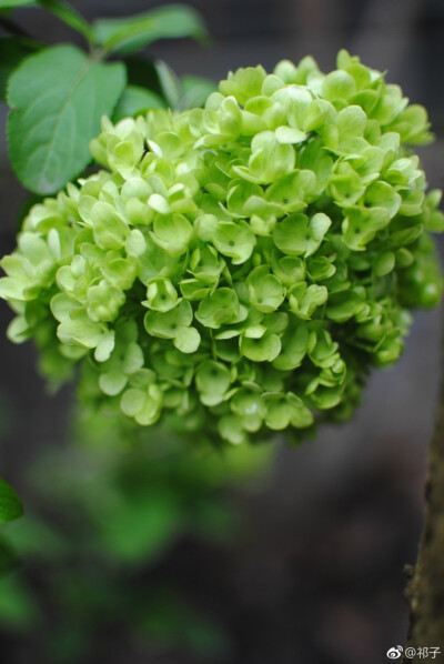 花草素材——绣球花 天竺葵(照片)