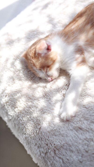温暖阳光 喵星人 壁纸 锁屏 可爱猫咪 睡觉