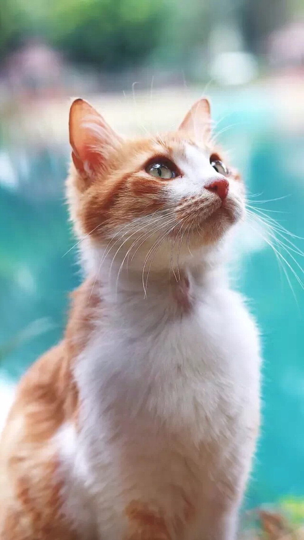 猫咪壁纸