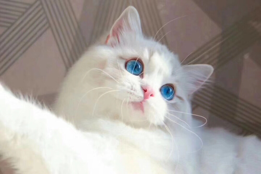 蓝白 网红猫 布偶猫 高地 英短 美短 乳白 蓝眼睛猫咪 加菲 精品猫咪