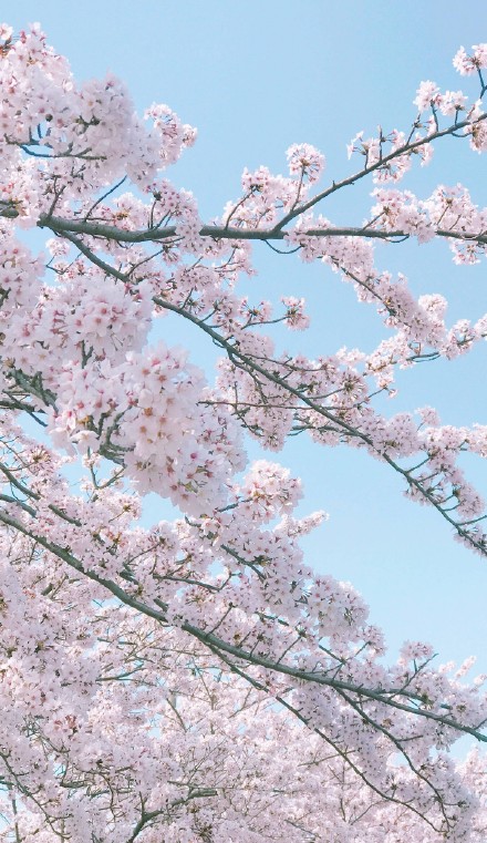 2018年4月1日 15:42   关注   微博搜索 - 日本樱花照片其实是贵阳