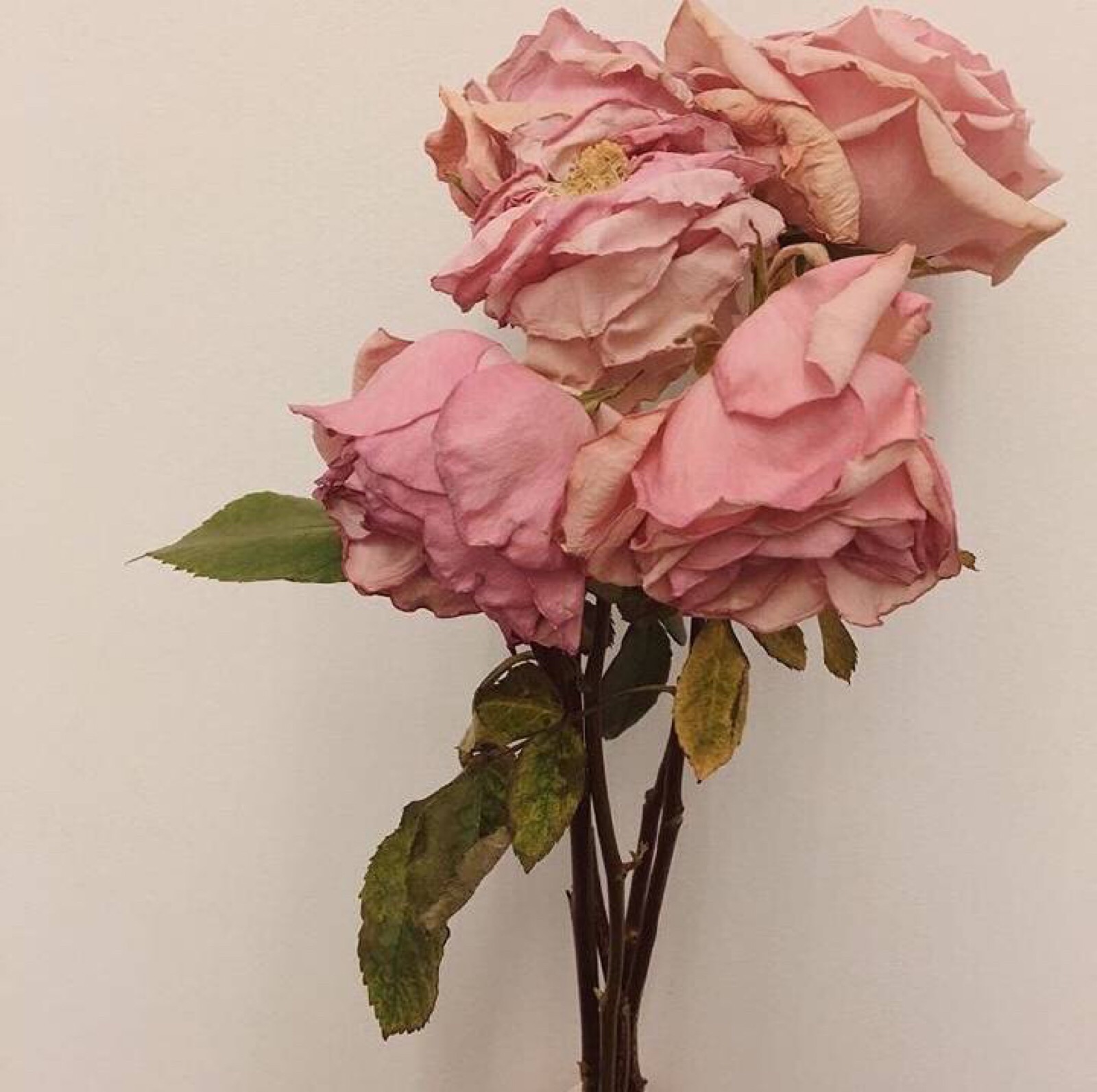 粉色玫瑰花代表什么意思（关于粉色玫瑰的花语介绍） – 碳资讯