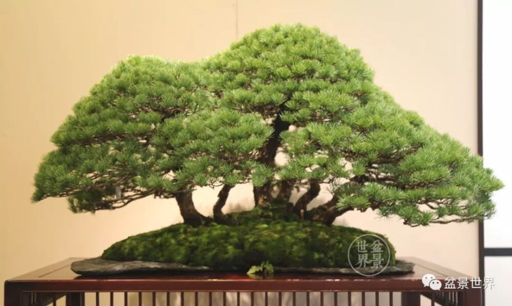 日本盆景界一年一度的盛会——国风盆栽展
