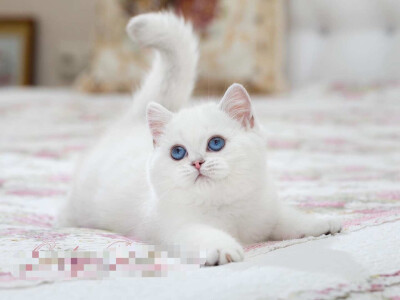 纯白 蓝白 网红猫 布偶猫 高地 英短 美短 乳白 蓝眼睛猫咪 加菲 精品