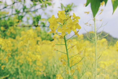 粘土油菜花