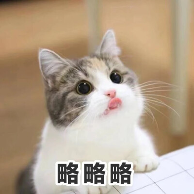 盯猫猫表情包