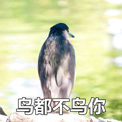 鸟大叫表情包